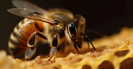 Honey Extractors for Beekeeping Hobbyists