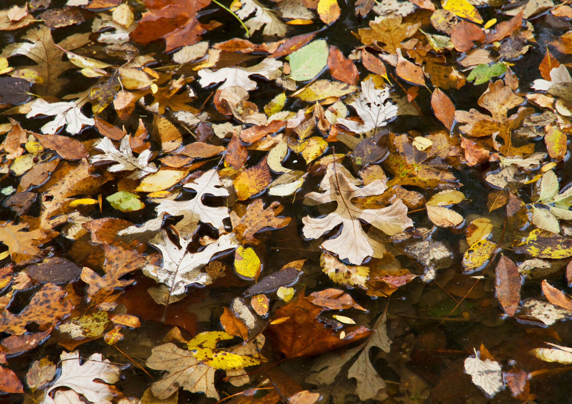 Fallen Leaves Kitchen Board