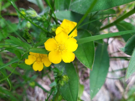 Tiere und Pflanzen auf dem Camping Silvaplana