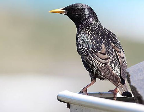 STL-Common-Starling_Goolwa_Oct13_MG_2721-AS580.jpg