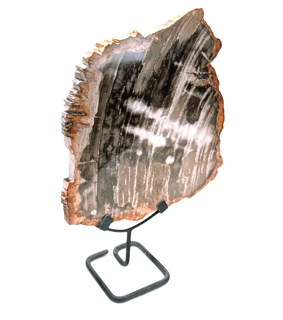 Petrified Wood Sculpture with a polished slab-cut surface