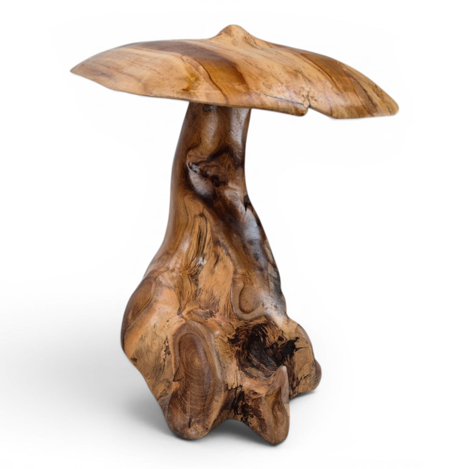 Rooted teak mushroom with a broad flowing cap