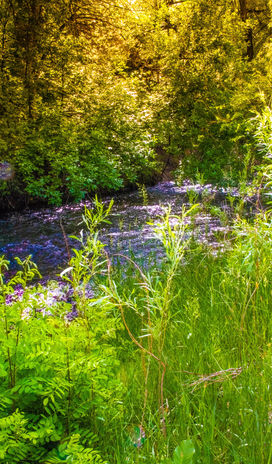 path by the creek no 4 (1 of 1).jpeg