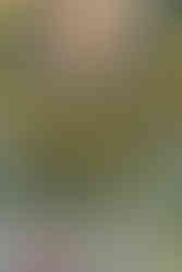 Yuko Shimizu illustration