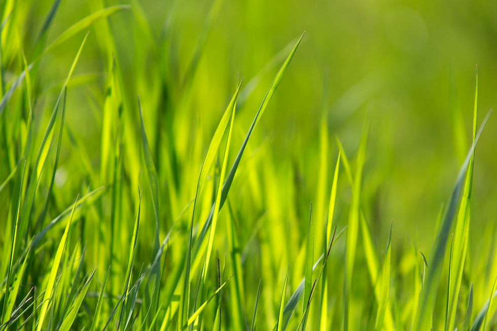 Grass Allergies Emerging: What Vaughan Residents Should Know