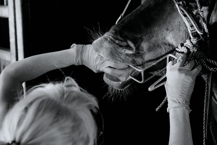 SMALL_JZ_24_HESTATANNHEILSA_0517_©PatrickViebranz 1.jpg