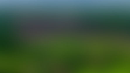 La importancia de conservar los bosques tropicales