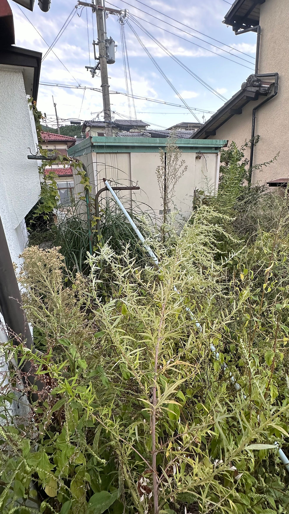 【作業前】奥まで行くことが出来ませんし隣の敷地へも草や蔓が侵入しています