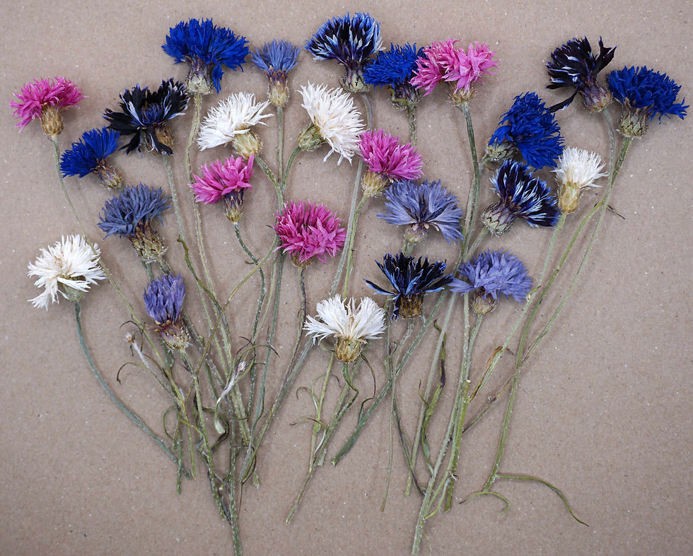 dried cornflowers for cakes and cocktails