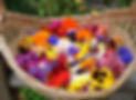 A variety of edible flowers.