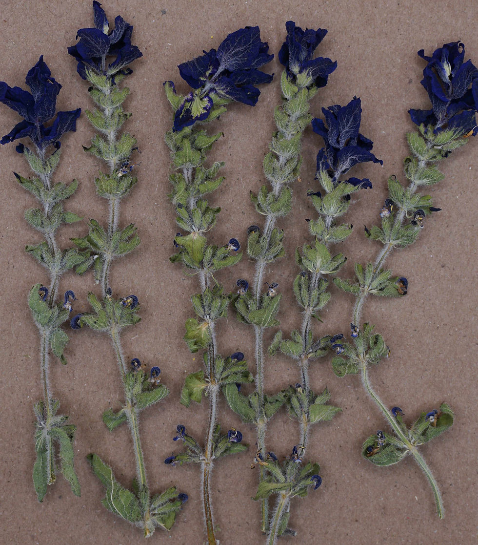 blue dried edible clary sage for cake decor