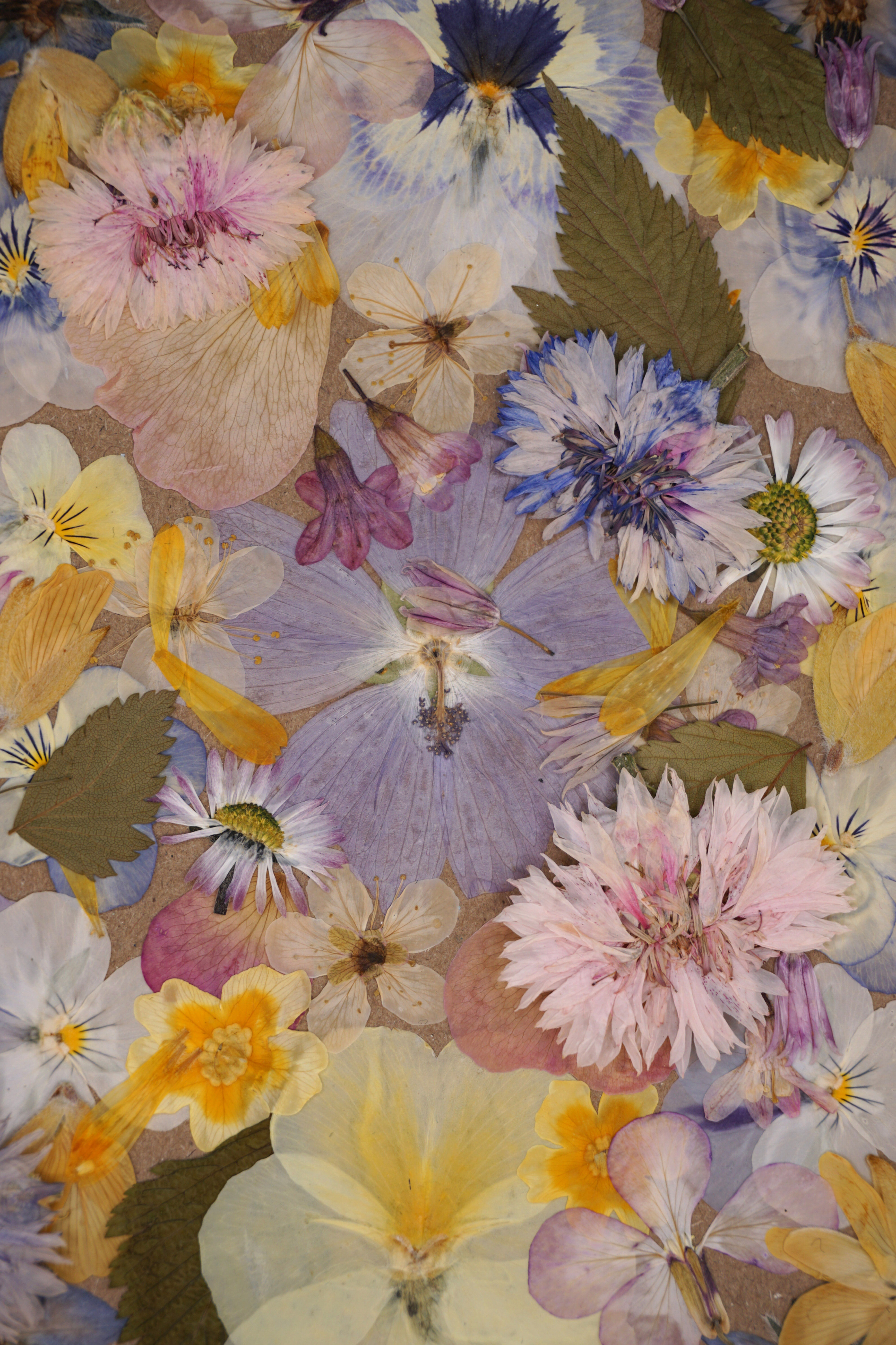 pastel pressed edible flowers for cake decorating