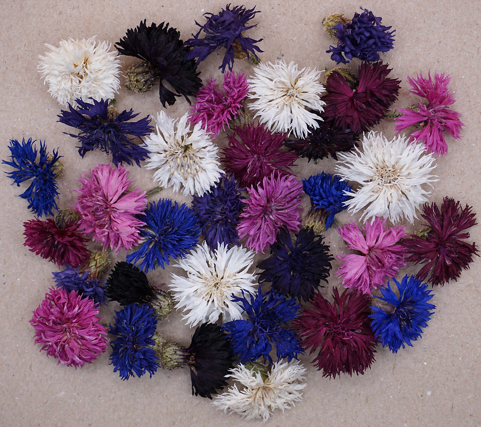 Thumbnail: dried cornflowers for decorating cakes and cocktails