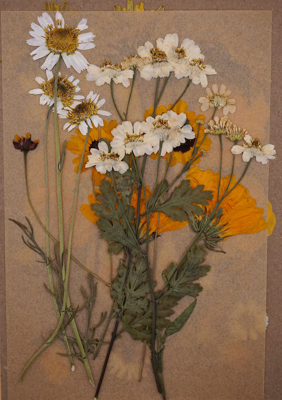 Thumbnail: yellow pressed edible flowers for cakes