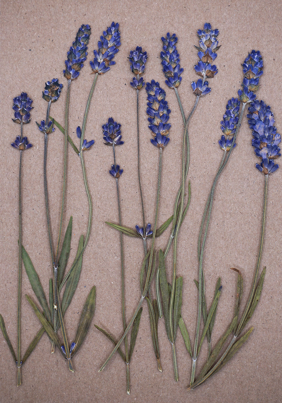 Thumbnail: pressed lavender for cake decorating