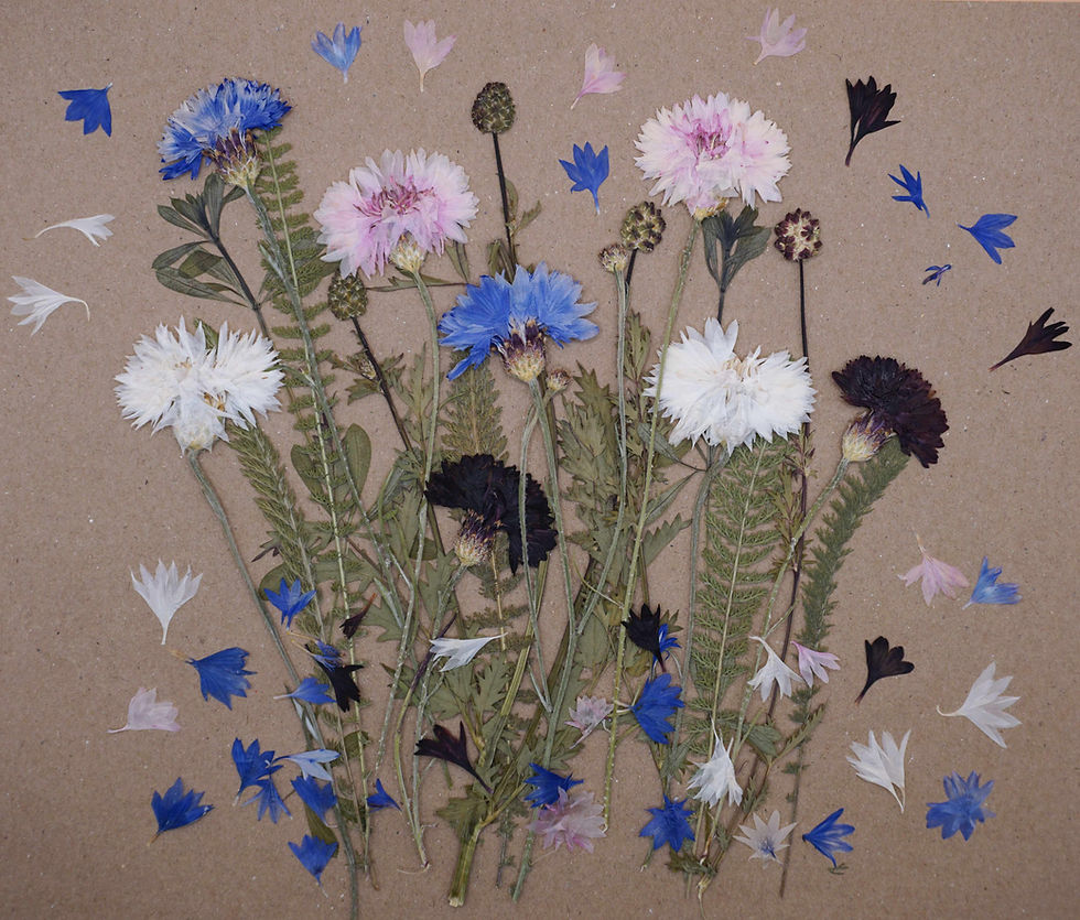 Thumbnail: pressed cornflowers for cakes