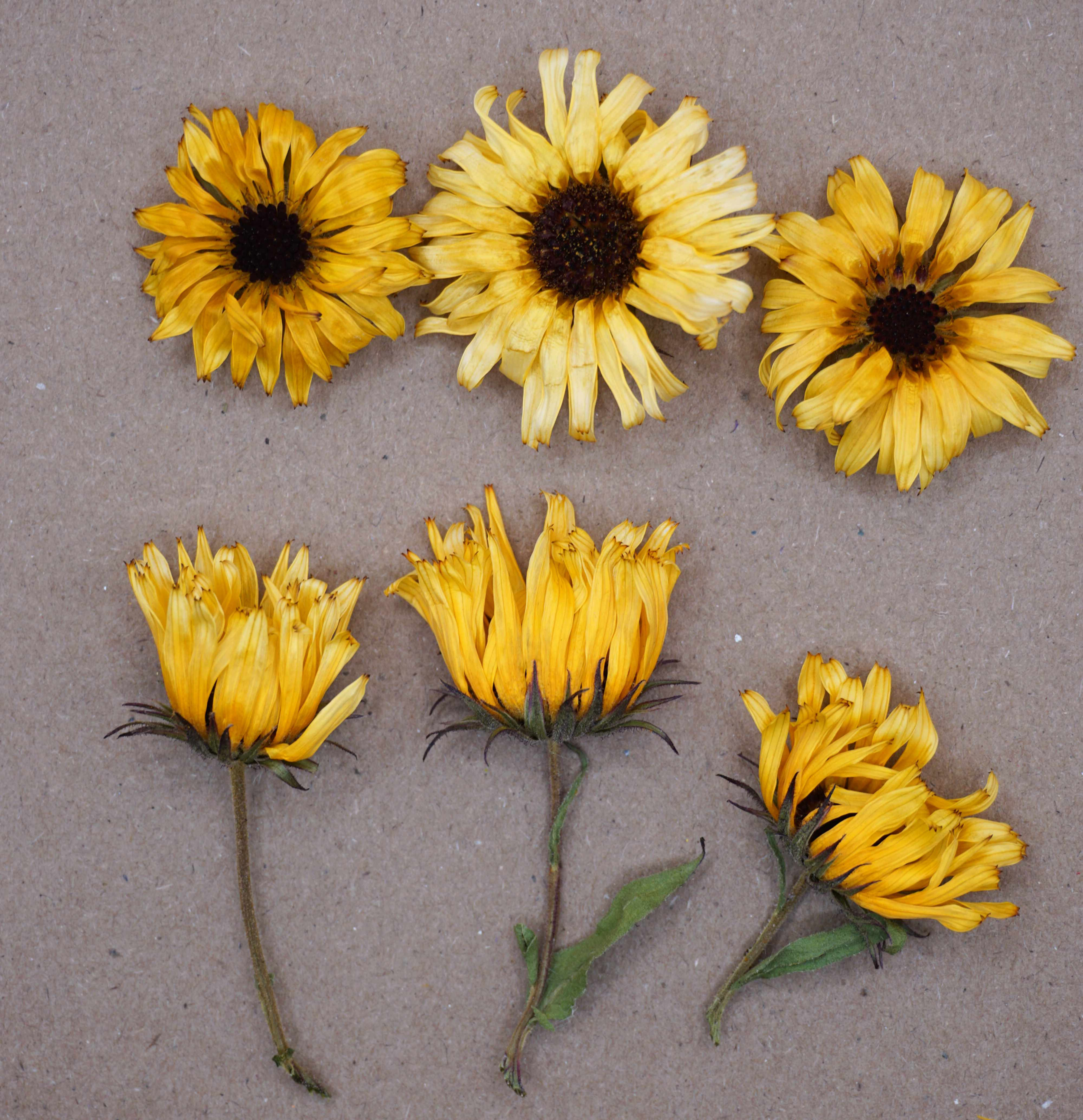 dried calendulas for cakes and cocktails