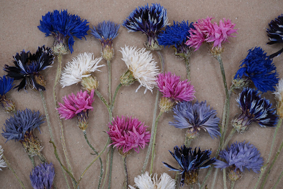 Thumbnail: dried cornflowers for cakes and cocktails