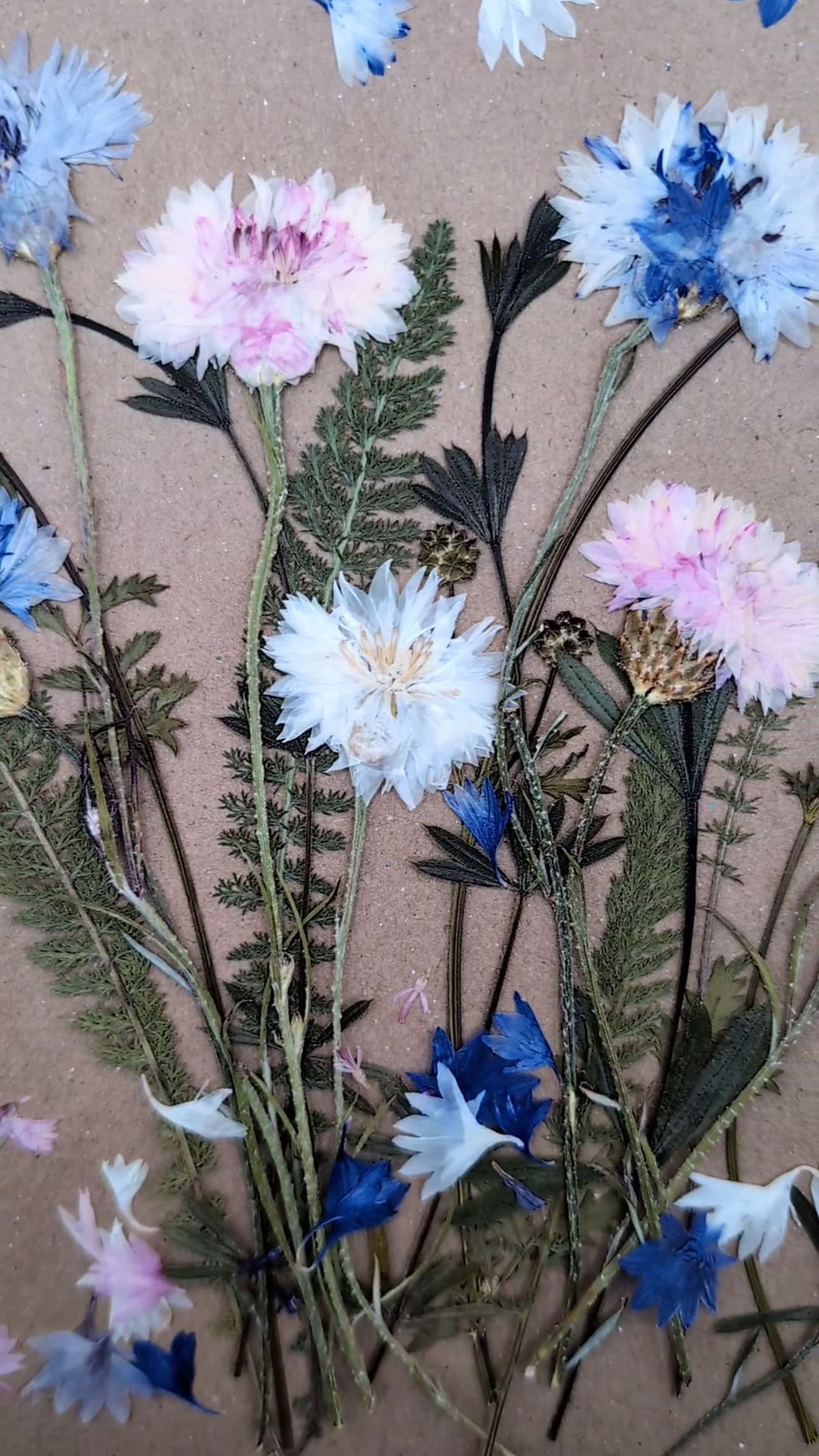 Thumbnail: Cornflower Field | Pressed Edible Flowers