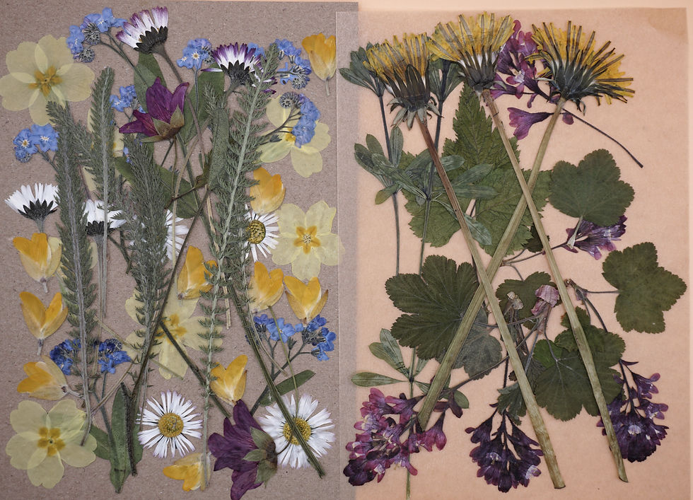 pressed edible wildflowers and leaves for cakes