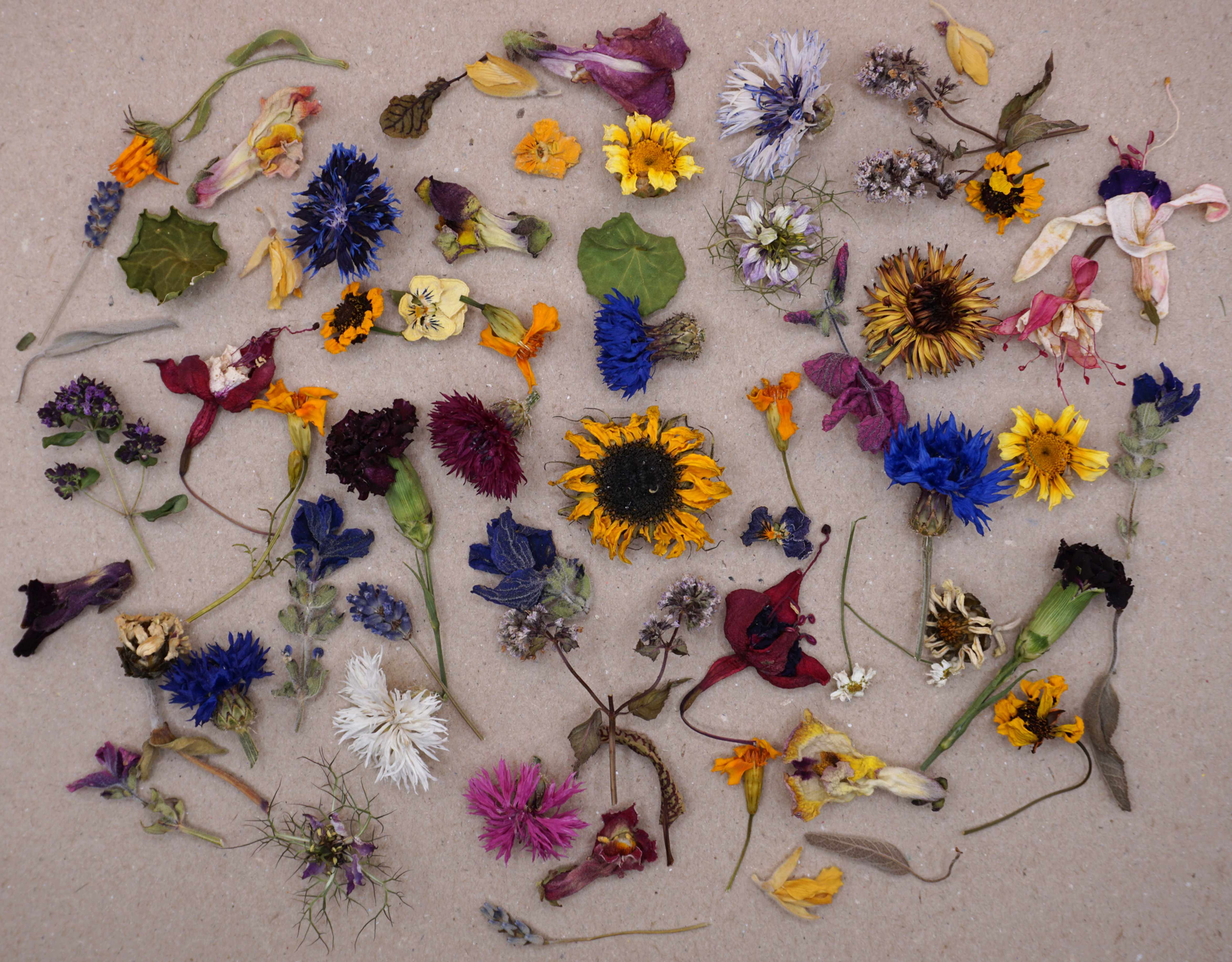 dried edible flowers for cakes and cocktails