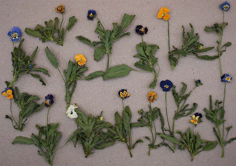 Thumbnail: dried violas for cake decorating