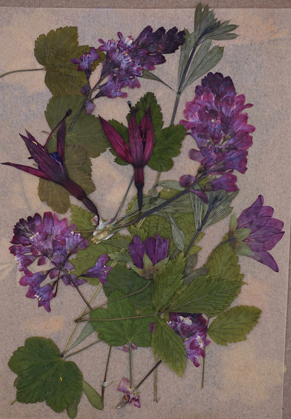 Thumbnail: pressed wildflowers for cakes