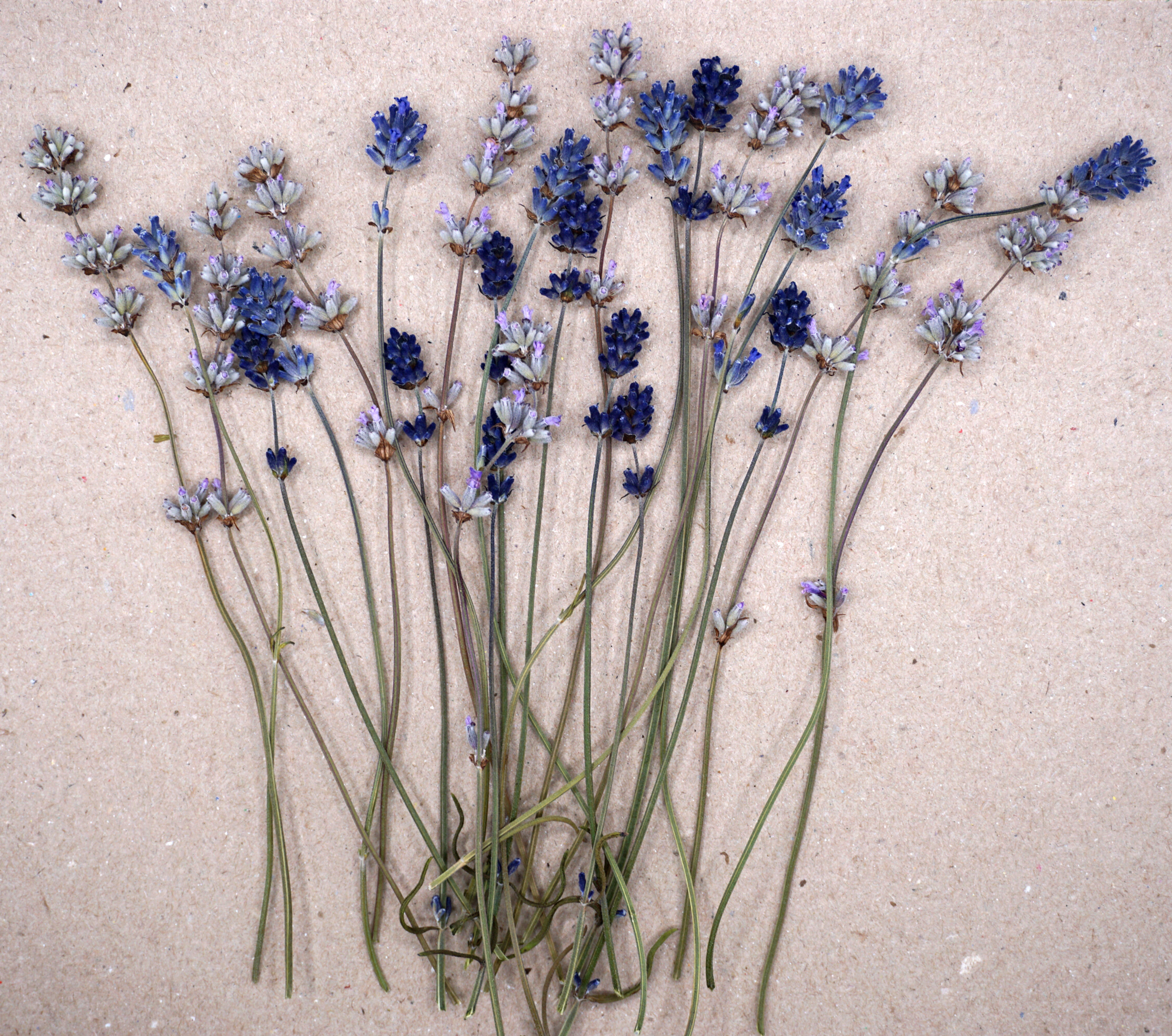 dried lavender for cakes and cocktails