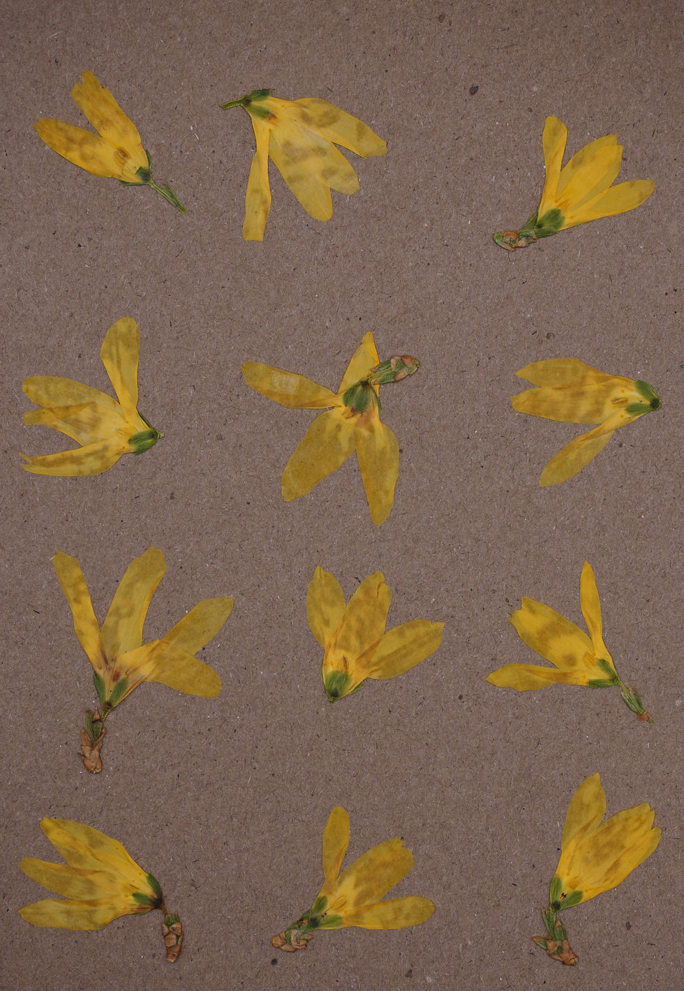 pressed cake flowers