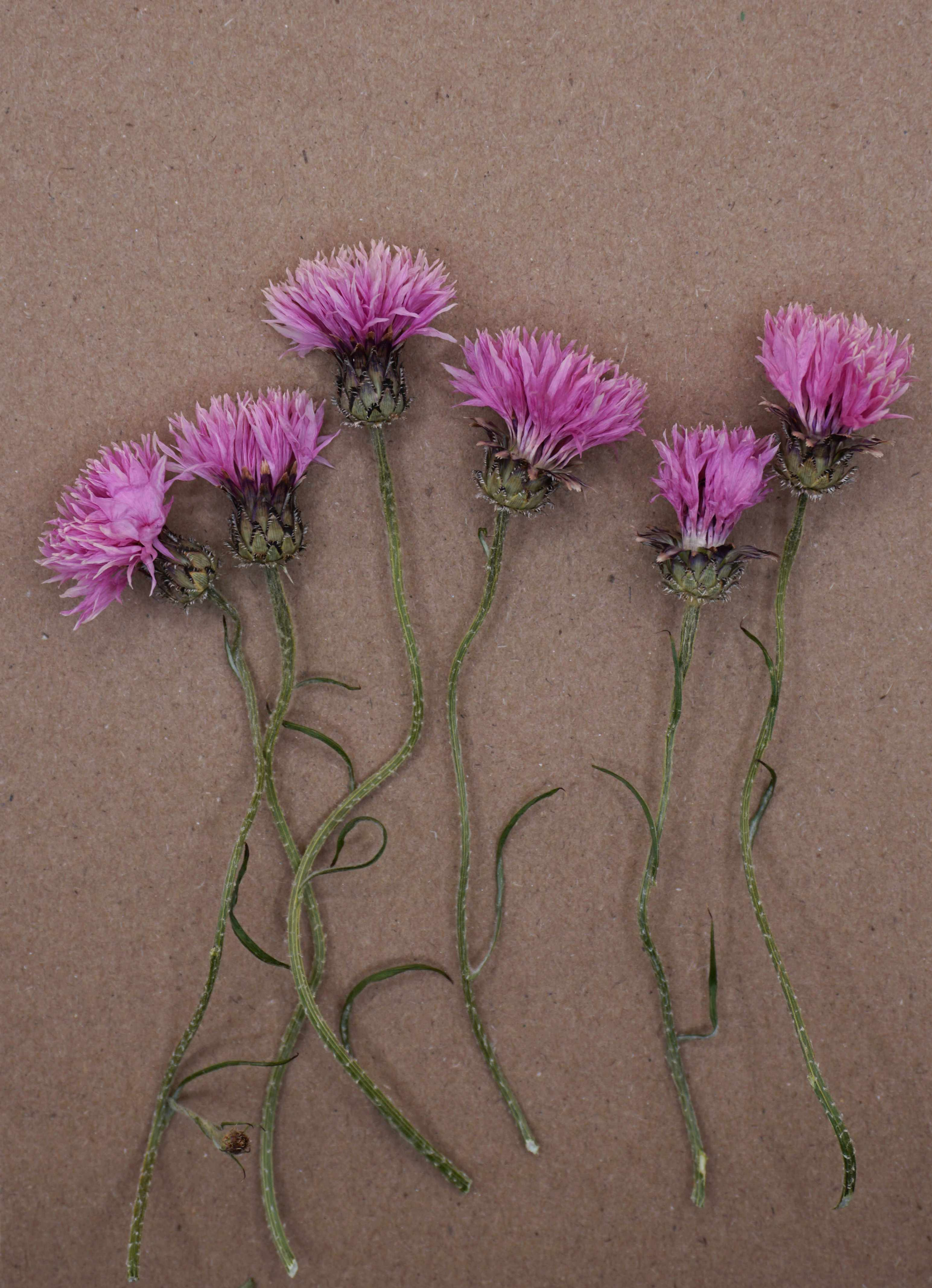 dried pink cornflowers for cakes