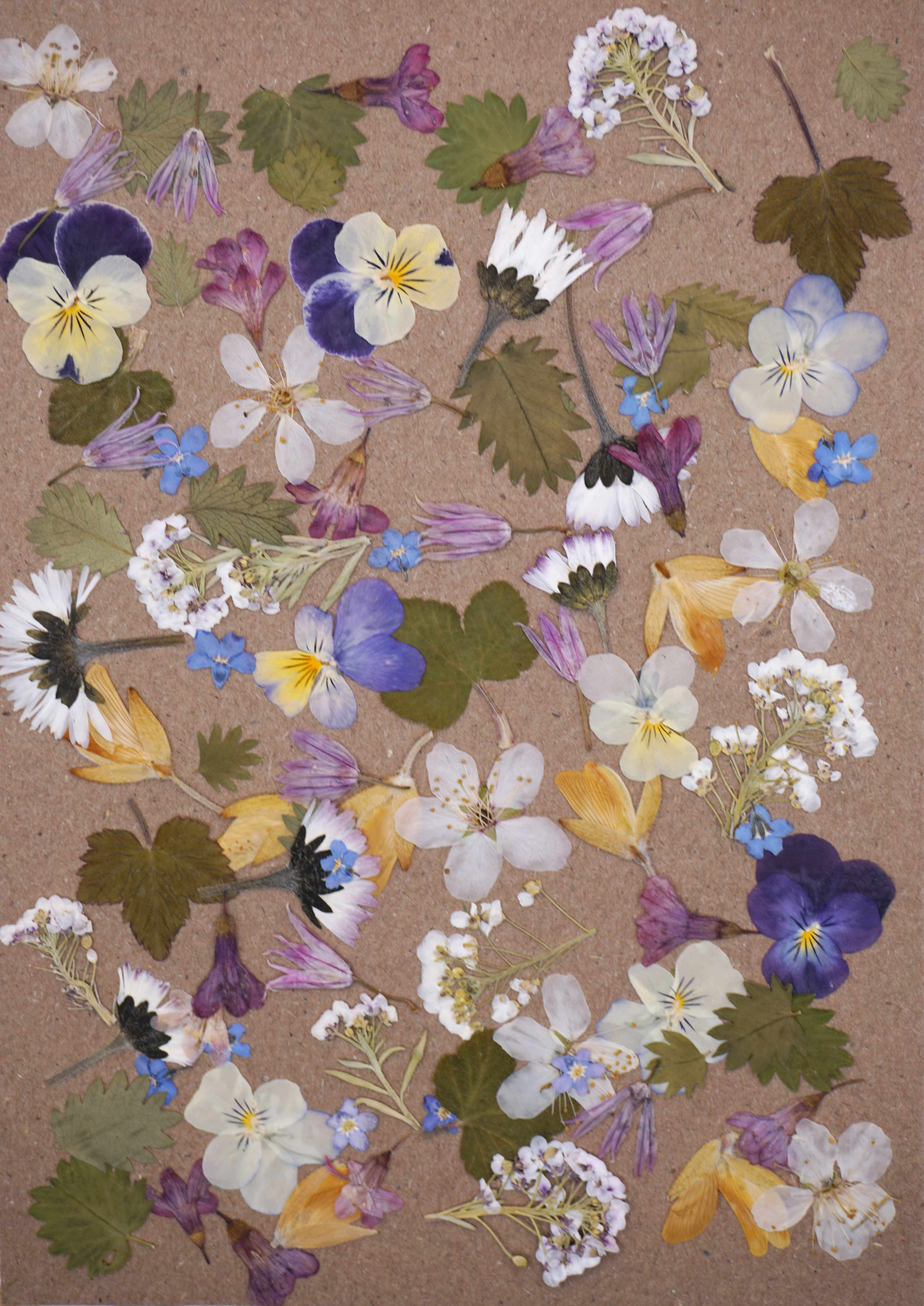 pressed edible flowers and leaves for cakes