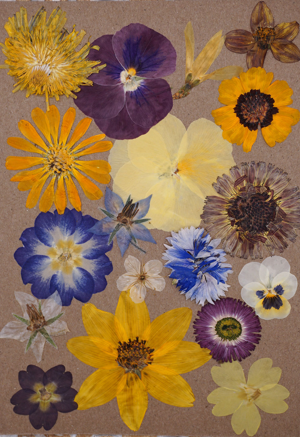 pressed edible flowers for cakes