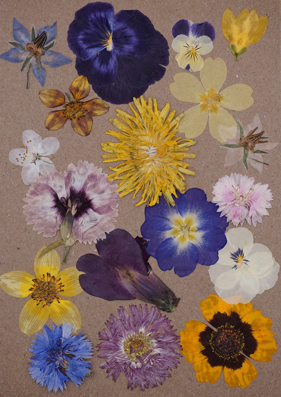 Thumbnail: pressed edible flowers for cake decorating