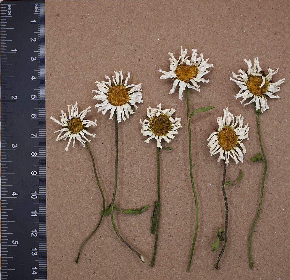 Thumbnail: dried oxeye daisies for cakes