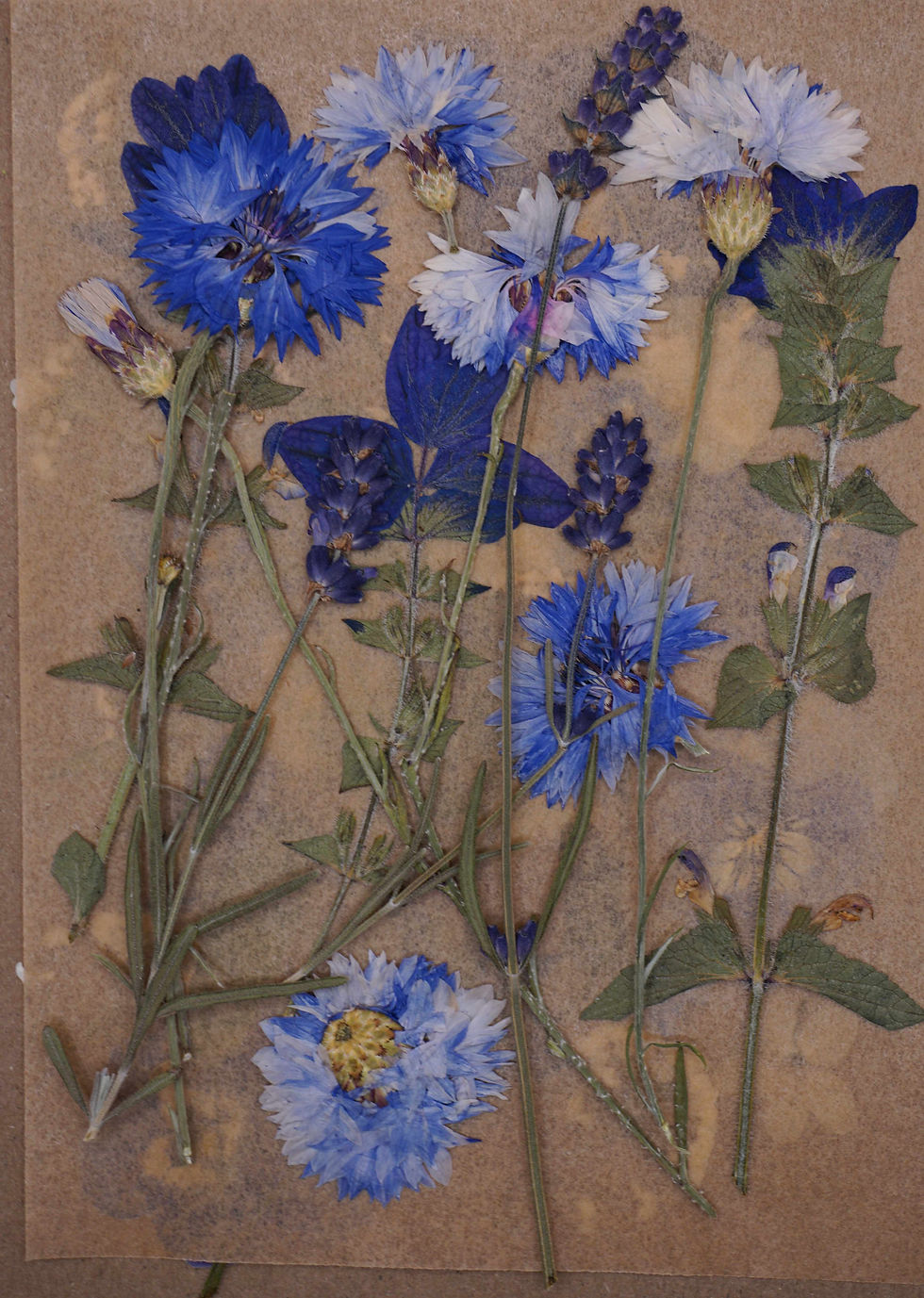Thumbnail: blue pressed edible flowers for cakes