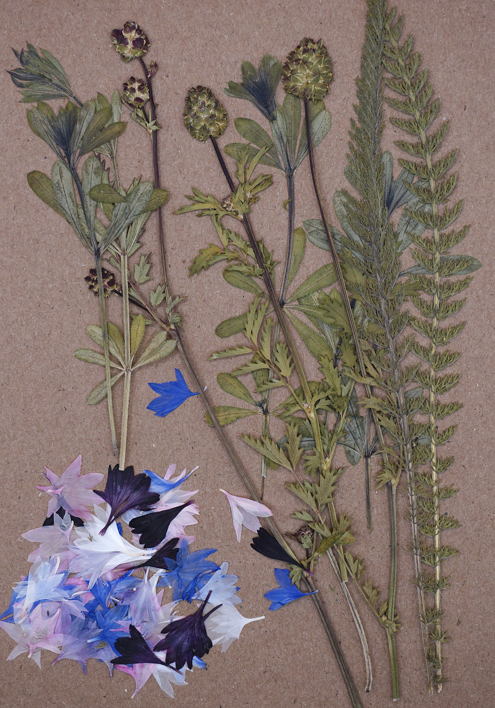 pressed cornflowers and leaves for cake decorating