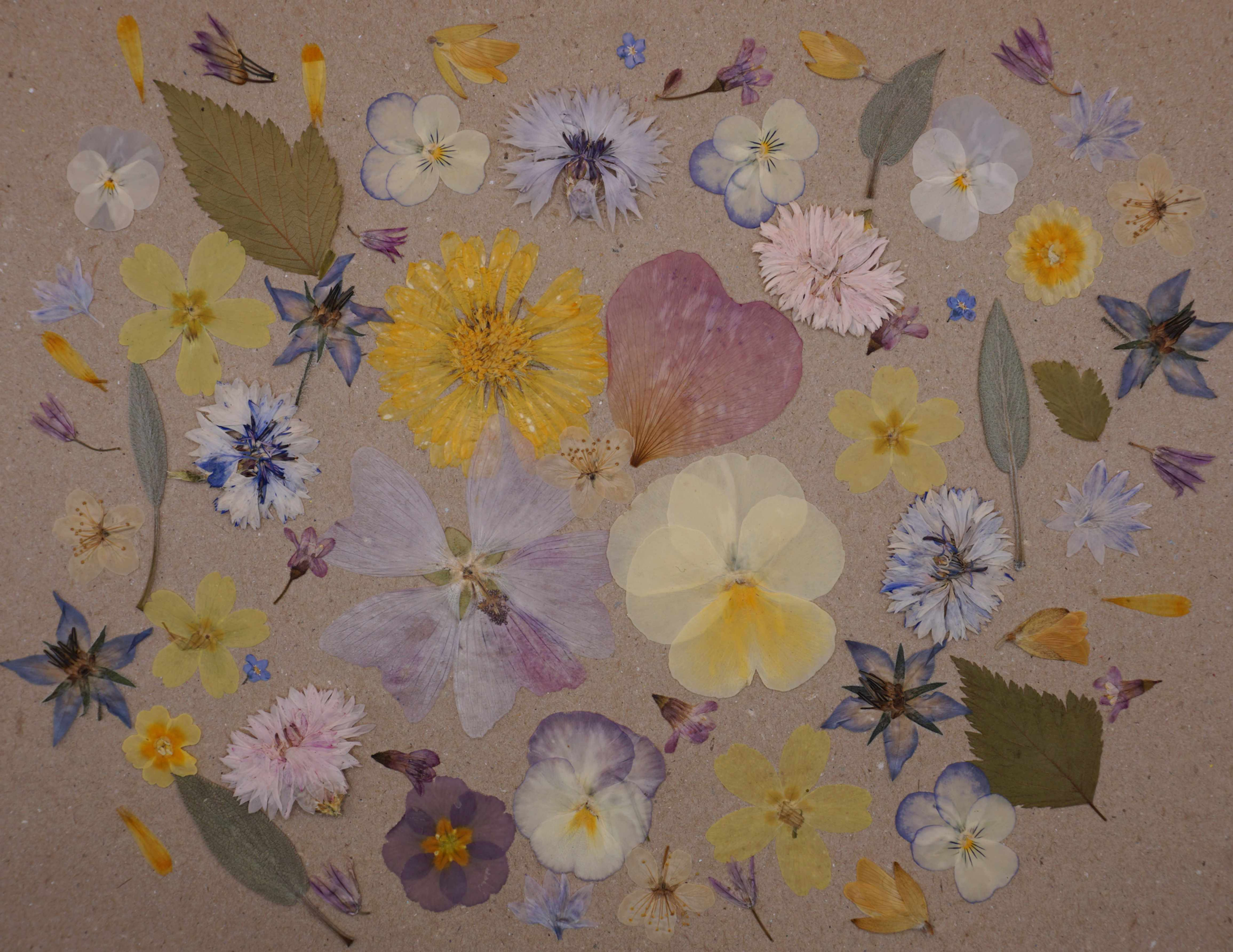 pastel pressed edible flowers for cakes