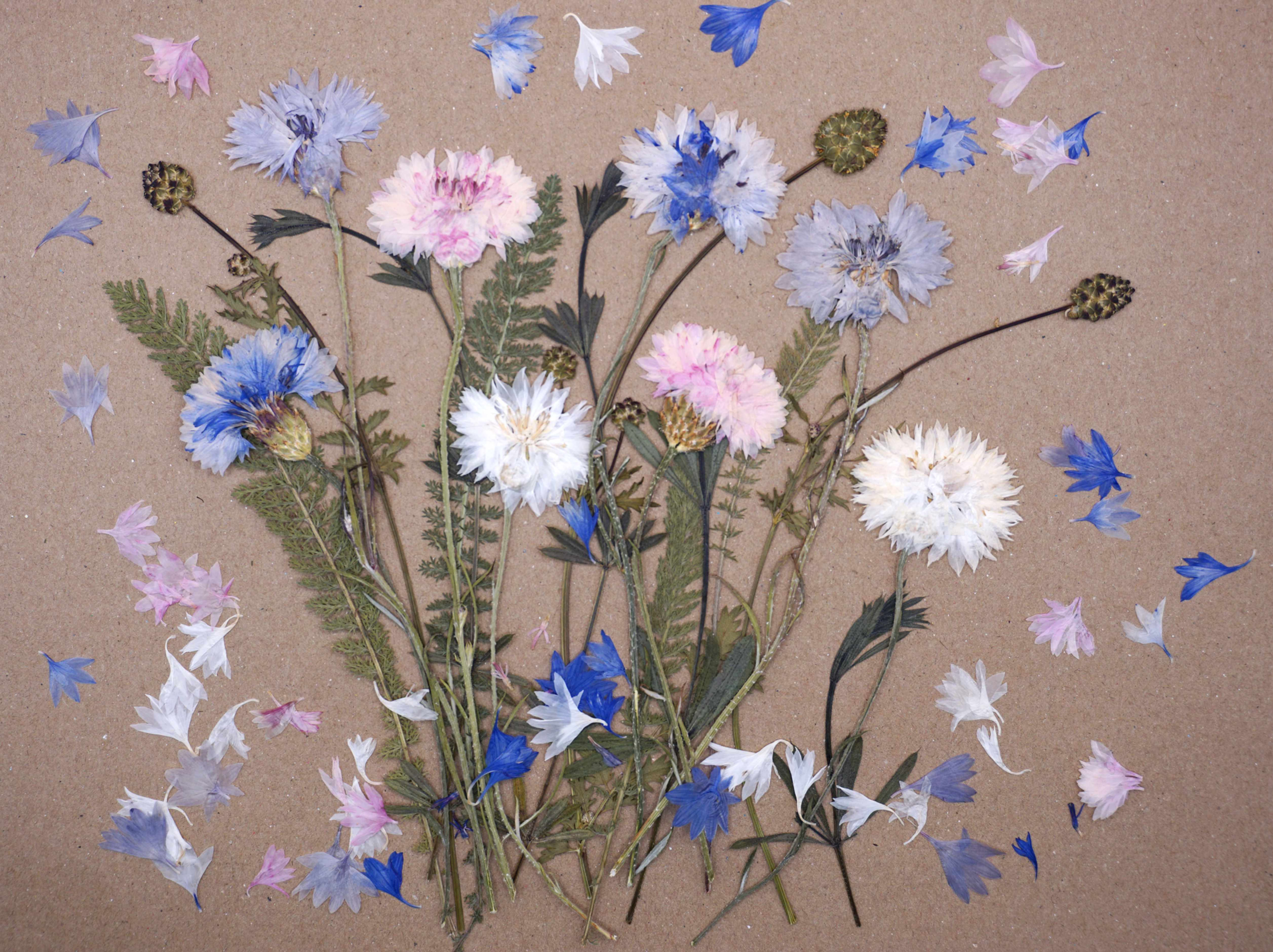 pressed cornflowers and leaves for cake decorating