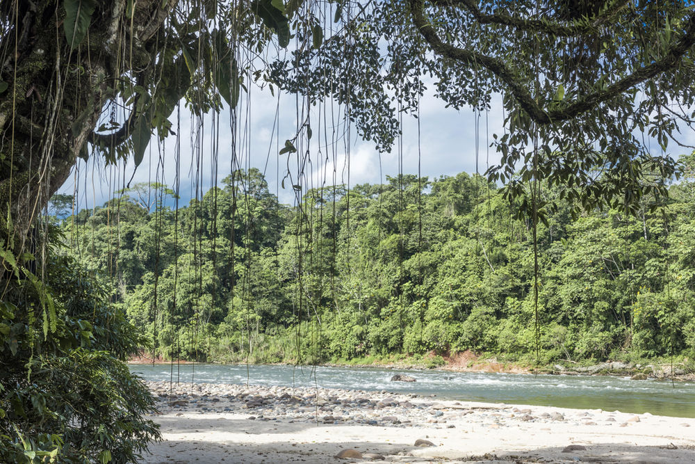 Keystone mammal species of the Amazon rainforest