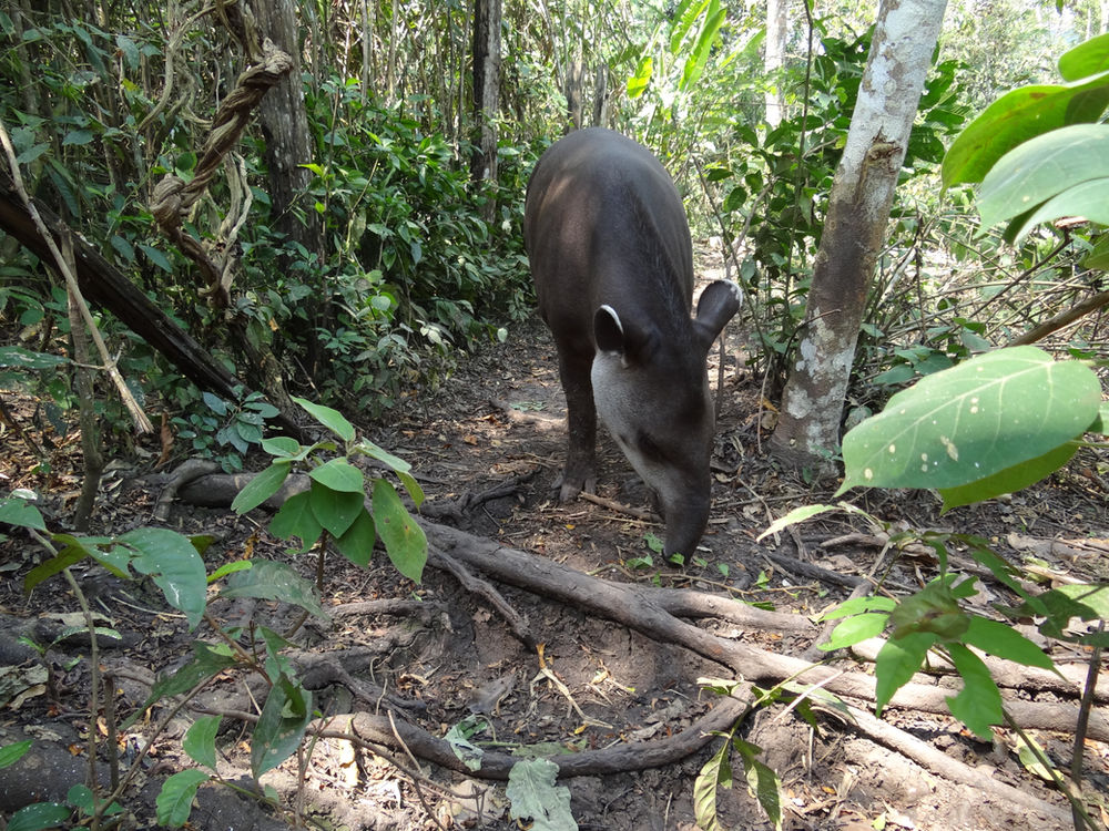 Keystone mammal species of the Amazon rainforest