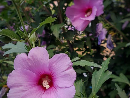 HIBISCUS