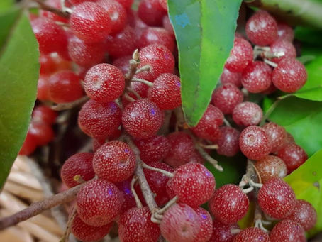 ELAEAGNUS