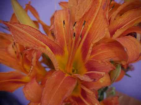 HEMEROCALLIS