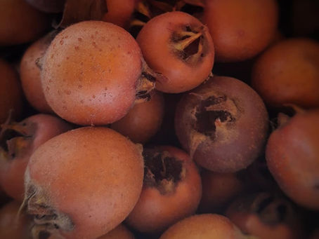 MESPILUS