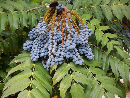 MAHONIA