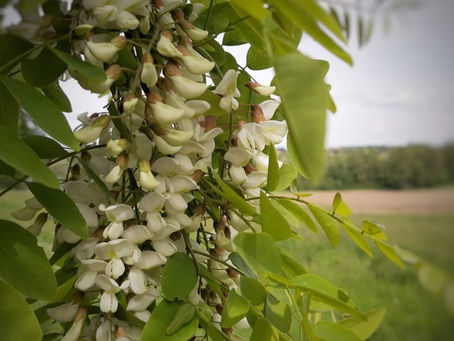 ROBINIA