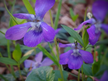 VIOLETTA