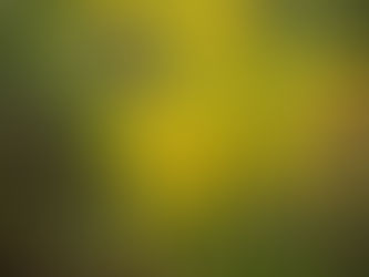SOLIDAGO