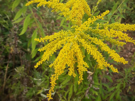 SOLIDAGO