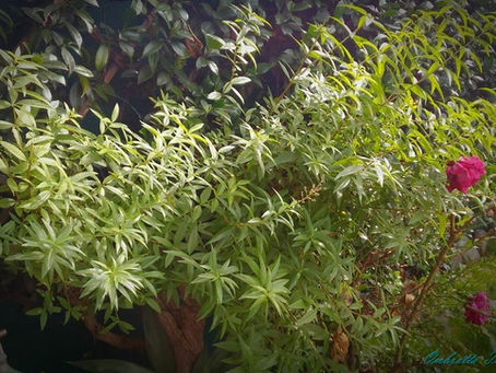 ERBA LIMONELLA